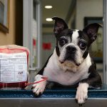 Dog receiving blood donation