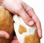 dog paws with heart in hands